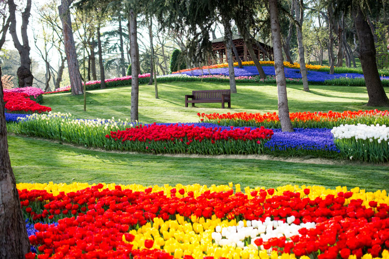 beautiful colored tulips in the Keukenhof garden during the tulip season
