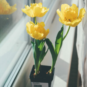 Yellow tulips in a flower pot on the windowsill.
