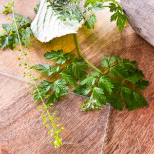 Leaf Printing leaves by Botanopia