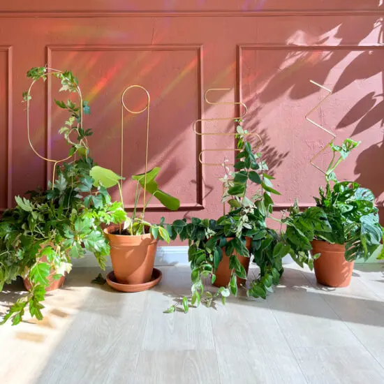 Our plant supports - Botanopia