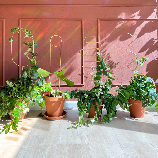 Set of 4 Golden Plant Stakes - 70cm - Botanopia