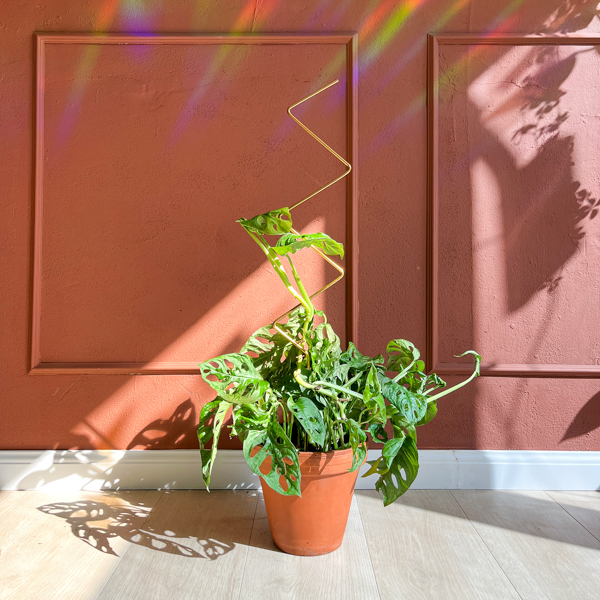 Big Plant Stakes_by Botanopia_14 Big Plant Stakes by Botanopia