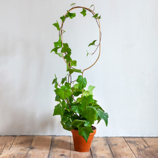 Big Plant Stakes by Botanopia