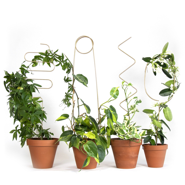 Set of 4 Golden Plant Stakes - 70cm - Botanopia