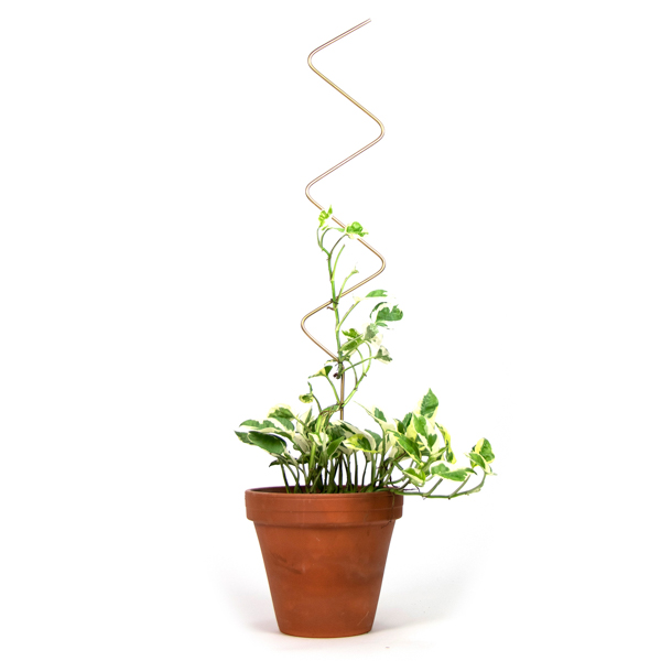 Big Plant Stakes_by Botanopia_29 Big Plant Stakes by Botanopia