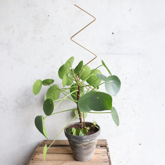Big Plant Stakes_by Botanopia_3 Big Plant Stakes by Botanopia