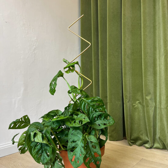 Big Plant Stakes_by Botanopia_8 Big Plant Stakes by Botanopia