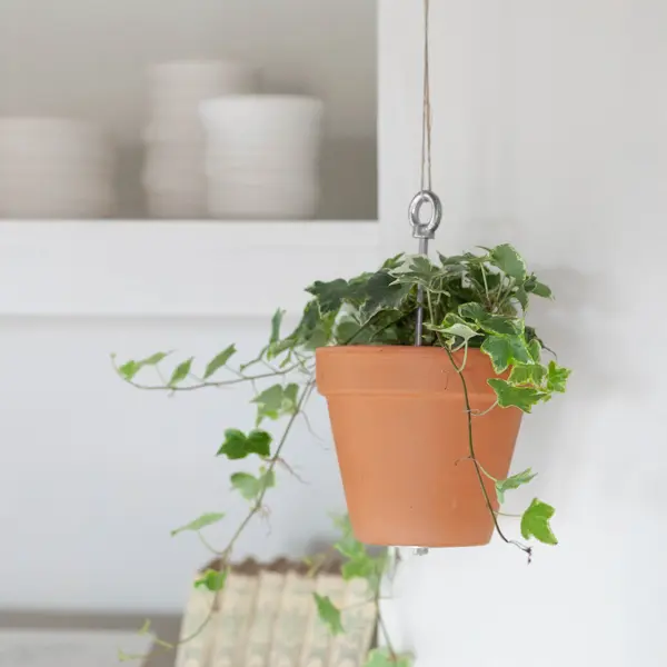 Bolty  Hanging planter system for plant pots - Botanopia