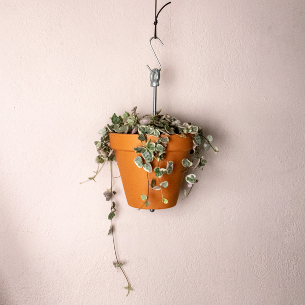 Bolty  Hanging planter system for plant pots - Botanopia