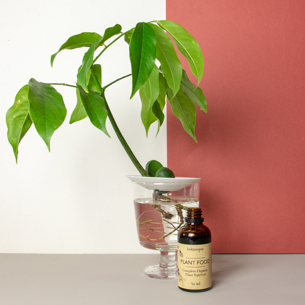 gabriella plants Philodendron hederaceum 'Gabby'