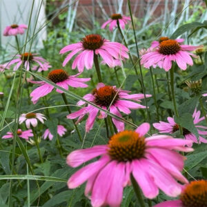 2. Flowers That Need Extra Care