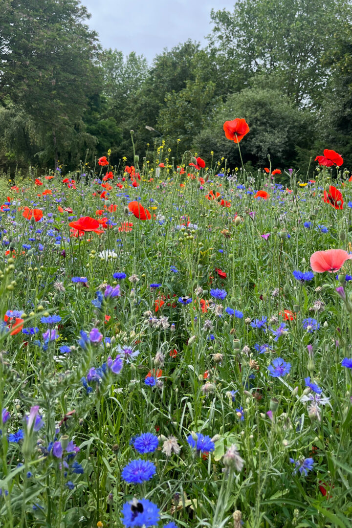 Choosing plants and flowers