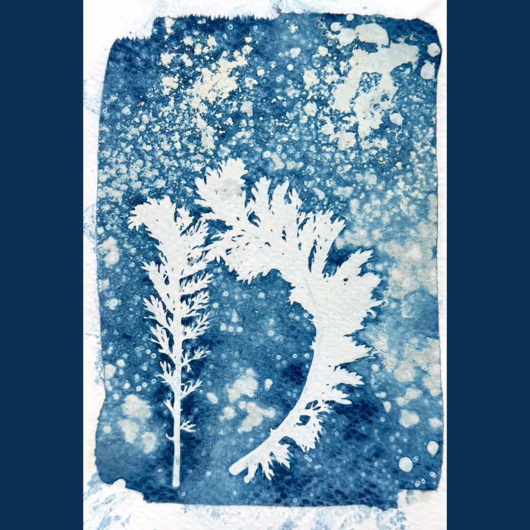 Wet cyanotype result