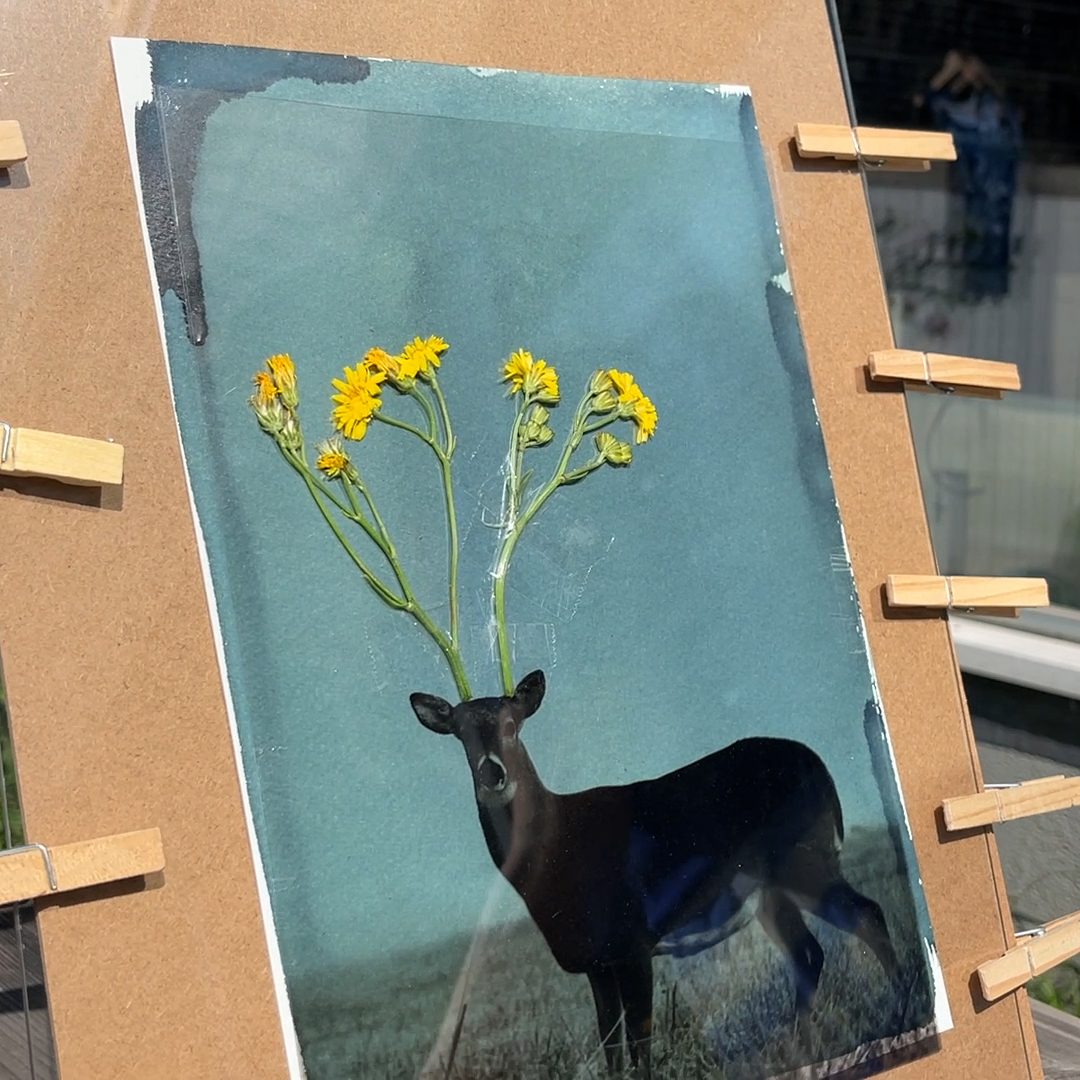 Deer composition example