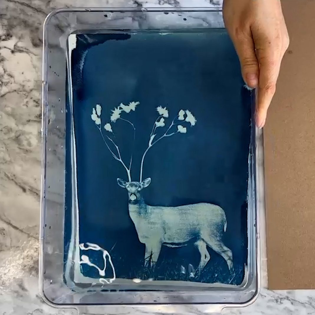 Deer in water composition example